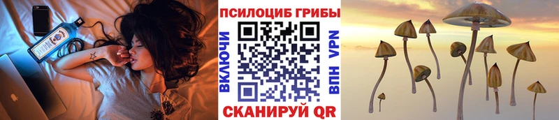 Псилоцибиновые грибы Psilocybe  Купить где  Канаш 